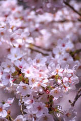 Fototapeta premium 桜の花 春のイメージ