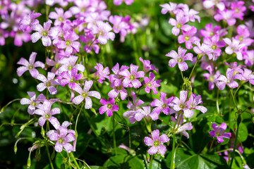 ムラサキカタバミの花