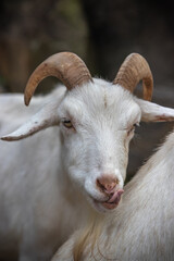 ヤギのポートレート