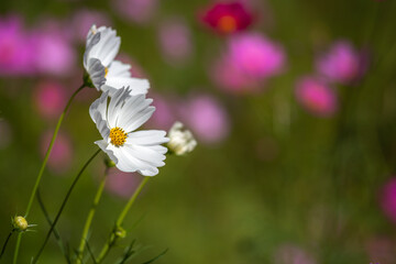 Obraz premium コスモスの花 秋のイメージ
