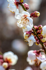 梅の花　初春イメージ