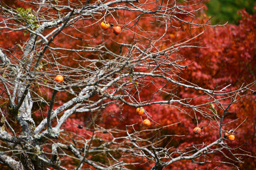 柿の木　自然の模様
