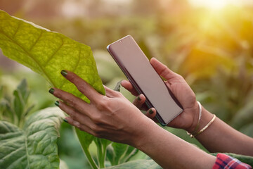 Close-up images of farmers, planting, tobacco, use laptop, inspect the quality of the tobacco leaves, technology concepts.