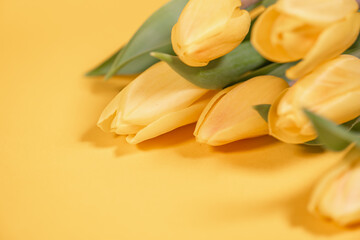 delicate yellow tulips on a rich yellow background
