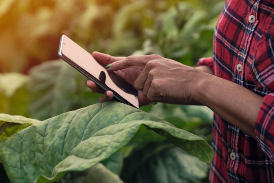 Close-up images of farmers, planting, tobacco, use laptop, inspect the quality of the tobacco leaves, technology concepts.