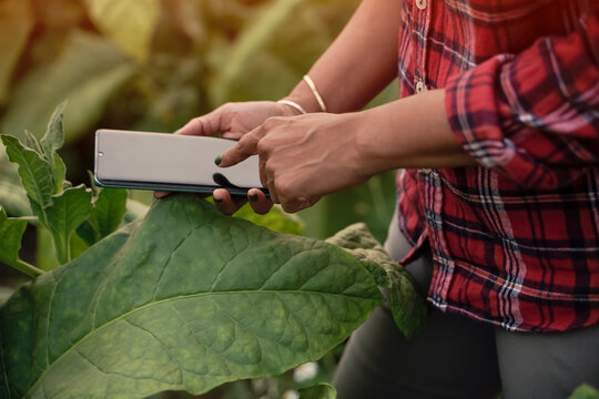 Close-up images of farmers, planting, tobacco, use laptop, inspect the quality of the tobacco leaves, technology concepts.
