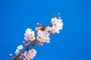 桜の花　春のイメージ