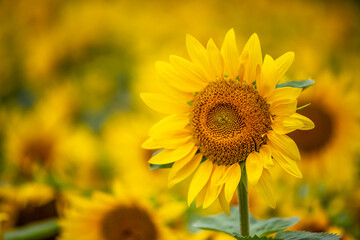 Fototapeta premium ひまわりの花 夏のイメージ
