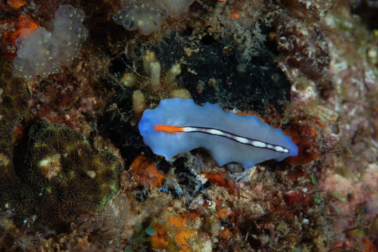 Racing Stripe Flatworm Pseudoceros liparus Underwater Photography