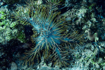 Naklejka na ściany i meble Crown of Thorns Starfish Acanthaster planci