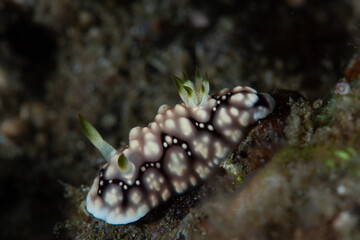 Nudibranch Chromodoris geometrica Underwater Photography