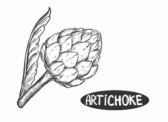 Fototapeta premium Hand drawn sketch black and white of vegetable artichoke, leaf. Vector illustration. Elements in graphic style label, sticker, menu, package. Engraved style illustration.