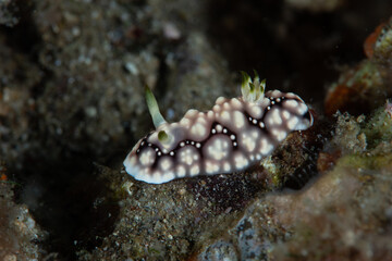 Nudibranch Chromodoris geometrica Underwater Photography