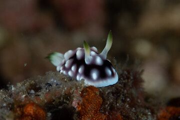 Nudibranch Chromodoris geometrica Underwater Photography