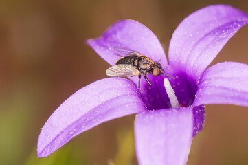 Pequeña mosca abeja del género Usia polinizando una bonita flor de color violeta.