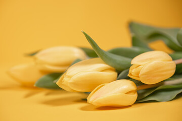 delicate yellow tulips on a rich yellow background