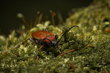 red bug on leaf