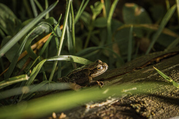 frog in the grass