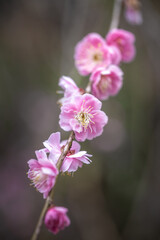 紅梅　初春のイメージ