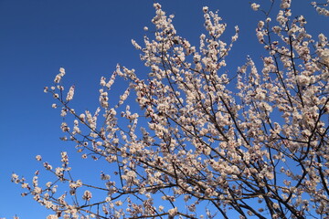 Bloom Plum in Spring