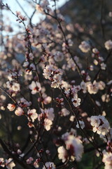 Bloom Plum in Spring
