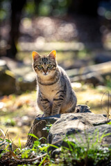 Obraz premium 野良猫のポートレート