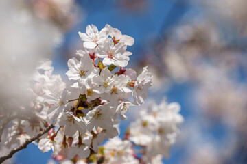 桜の花　春のイメージ