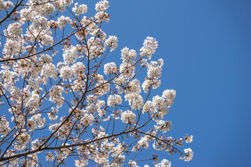 桜の花　春のイメージ