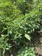 fresh green chili tree in nature garden