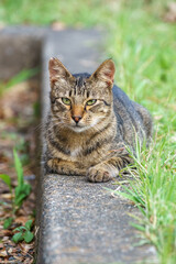 野良猫のポートレート