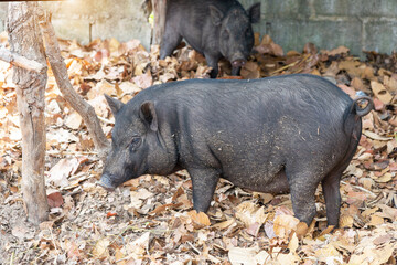 Wild boar,   The female boar of a wild boar stands in the paddock.