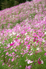 Obraz premium コスモス畑 秋のイメージ