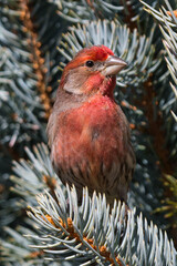 House Finch colorful adult male with bright red plumage (Haemorhous mexicanus) perched on a tree branch close up wildlife portrait