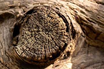 wood texture