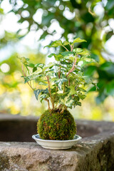 苔盆栽　和風イメージ
