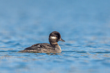 Female bufflehead swimming a fresh water lake