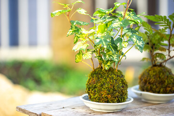 苔盆栽　和風イメージ