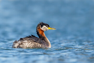 Male Red-necked Grebe swimming a fresh water lake