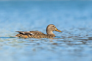 Male Mallard swimming in a lake