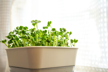 かいわれ大根の室内栽培