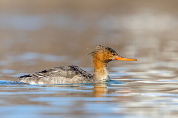 Female Common Merganser swimming in a lake with a wet head 