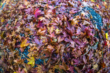 一面の落ち葉　秋の和風イメージ