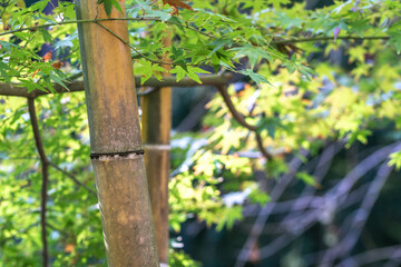 竹林　和風イメージ