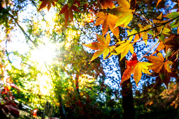 紅葉　秋のイメージ