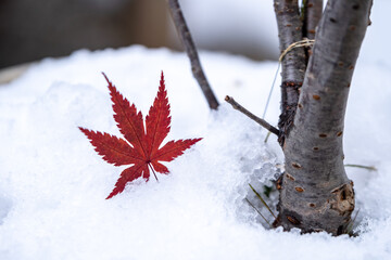 落ち葉と雪　秋と冬