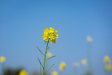 Beautiful yellow and green mustard flowers