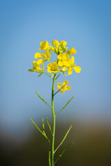Beautiful yellow and green mustard flowers