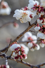 梅の花　初春イメージ