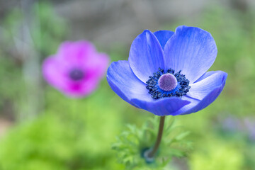 アネモネの花　春のイメージ