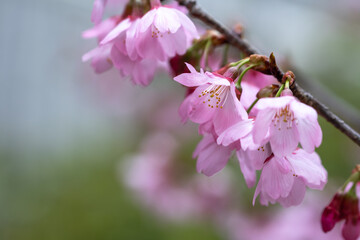 Obraz premium 桜の花 春の和風イメージ